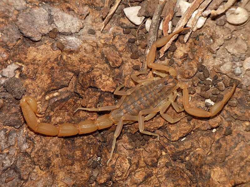 Aegaeobuthus gibbosus da Tessaglia, Grecia